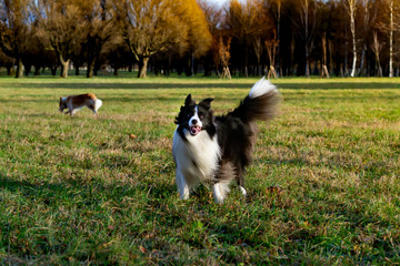 Naklejka na ściany i meble Border collie. Harmonious relationship with the dog: education and training. Dogs play with each other. Walking outdoors in the autumn.