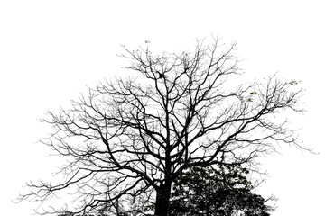 The silhouette of nature shed leaves tree on white background.