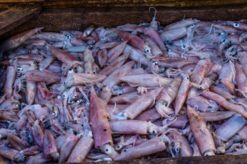 Raw squids on a fish market in Hurghada city, Egypt