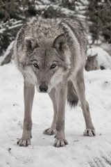 Gray wolf on winter white snow
