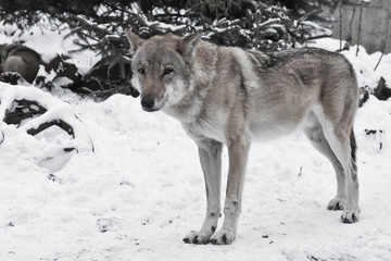 Obraz premium Gray wolf on winter white snow