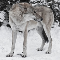 Fototapeta premium Gray wolf on winter white snow