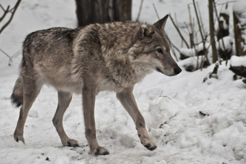 Gray wolf on winter white snow