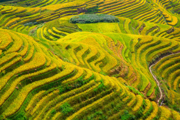 Longji Rice Terraces