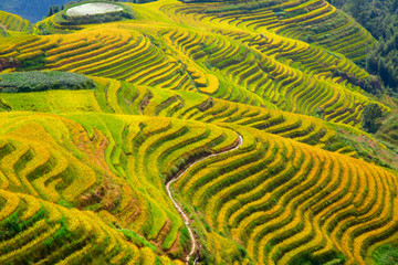 Longji Rice Terraces