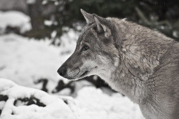 Gray wolf on winter white snow