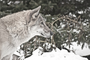 Gray wolf on winter white snow