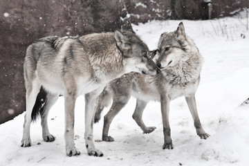 happy married couple of wolves together, a female wolf and a male wolf together stand together.