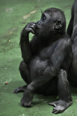 A gorilla teenager sits on a green floor and stares perplexedly