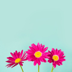 Obraz na płótnie Canvas Three pink pyrethrum flowers on blue background. Space for text.