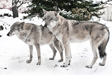 happy married couple of wolves together, a female wolf and a male wolf together stand together.