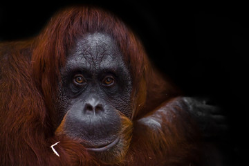 The intelligent face of an orangutan philosopher with red hair