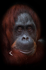 The intelligent face of an orangutan philosopher with red hair - obrazy, fototapety, plakaty