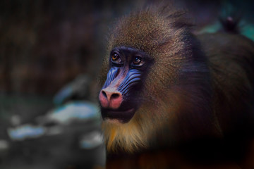A bright yellow and blue muzzle of a monkey madril with lush fur