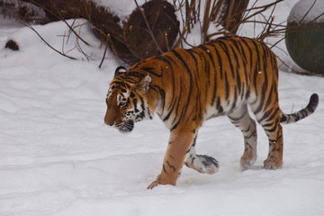 The powerful Amur tiger goes in deep white snow,
