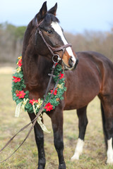 Obraz premium Head shot portrait of a christmas horse at rural scene against natural background