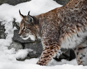 Beautiful and strong wildcat trot stretches all over while walking in the snow,
