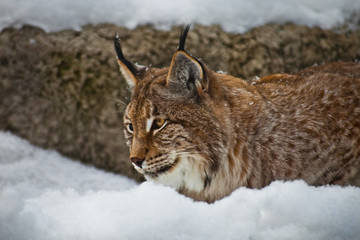 lynx sneaks up in a snowdrift, the cat lies in wait.