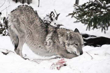 Gray wolf on white snow with a piece of meat. the beast is cautious