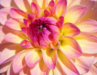 Dahlia flower