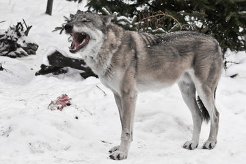 A gray wolf on white snow yawns with a huge mouth next to a piece of meat.