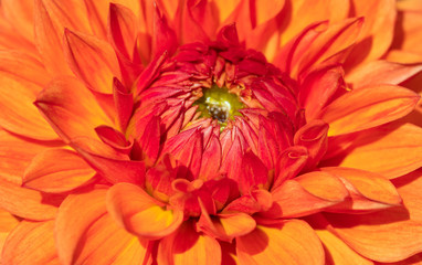 Dahlia flower