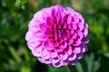 Dahlia flower