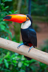 Colorful tucan
