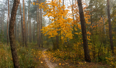 autumn travel. autumn forest. autumn colors. nature. landscape.