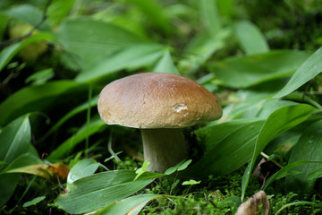 Penny bun, also called cep, porcino and porcini, Boletus edulis