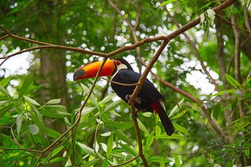 Colorful tucan