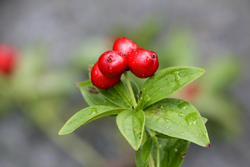 Cornus suecica, the dwarf cornel or bunchberry