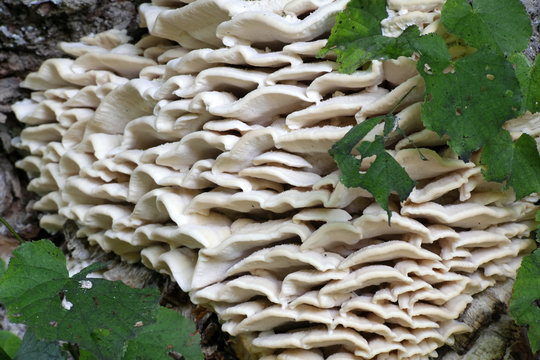 Northern tooth fungus,  Climacodon septentrionalis