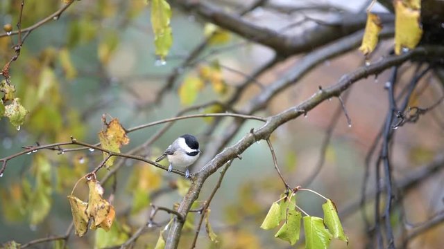 Slow motion of chickadee bird perched on tree branch, high angle view with rain, raining in Virginia, flying away