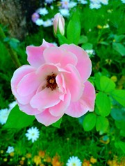 Flower show vol. 097