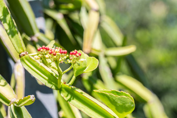 Herbs plants, Cissus quadrangularis.