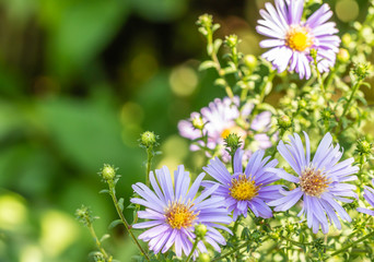 Background flowers, bunch of Purple daisies.
