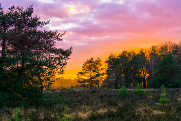 sunset in a forest heather landscape with polar stratospheric clouds, a rare weather phenomenon that colors the sky pink