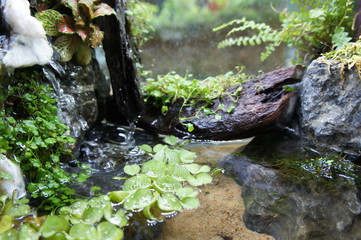 Selected focused of aquascape and terrarium design in small glass aquarium displayed for the...