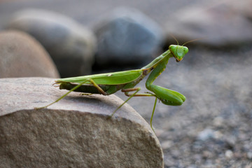 Green Praying Mantis sitting on a stone