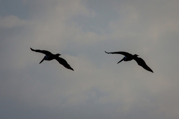 birds in flight