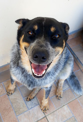 Cão blue heeler boiadeiro australiano cachorro