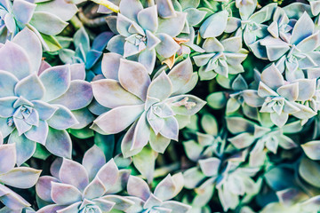Succulent plant Winter Beauty
