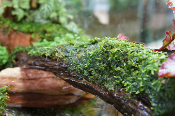 Selected focused of aquascape and terrarium design in small glass aquarium displayed for the...