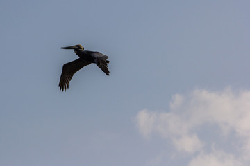 pelican in flight