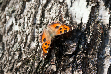 butterfly on rock