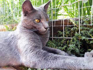 Gato cinza olhos dourados 