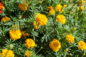 yellow flowers in garden