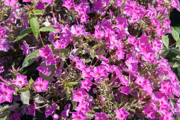 flowers in the garden