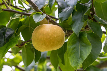 Japanese pear fruit, on the branch